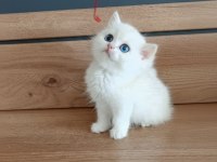 British shorthair ny1233 erkek
