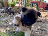 AMERİKAN AKİTA KÖPEĞİ