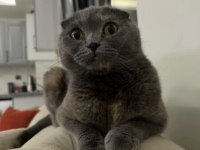 Dişi Scotısh Fold Kızımızı Sahiplendiriyoruz.