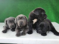 Elit Patiler Farkıyla Cane Corso Yavrular