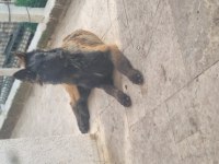 İyinin iyisini arayanlara malinois