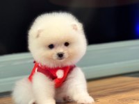 Kilo ve ırk garantili ayı surat garantili pomeranian