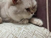 British longhair kedim