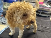 Yavru eğitimleri tam toy poodle
