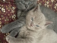 British shorthair yavruları