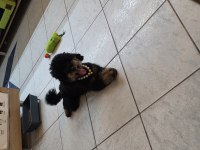 Çok Özel Toy Poodle Kızımız