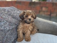 Erkek maltipoo yavrumuz