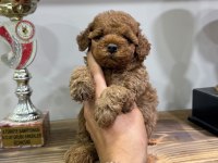 Orjinal Toy Poodle Yavrularımız 