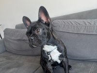 4.5 aylık french bulldog