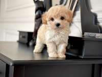 DÜNYA TATLISI F2 MALTİPOO YAVRULARI