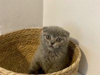 Çok Sevimli ve Oyuncu Scottish Fold Yavrumuz