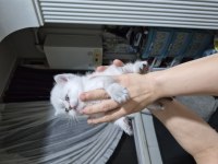 Silver Point 36 Günlük British Shorthair Erkek