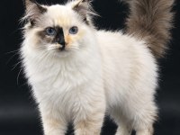 Safkan Ragdoll Yavrular