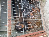 Ücretsiz rottweiler