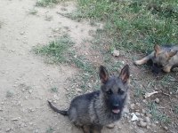 Sable Alman Kurdu