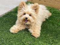 F1 Kalite Orjinal Maltipoo