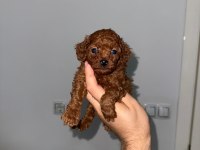 Korkan dark Brown Poodle bebekler