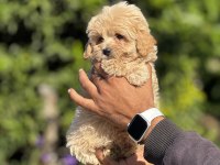 Maltipoo orijinal yavrularımız