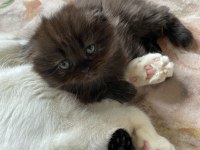 Scottish fold kedimizi sahiplendirme