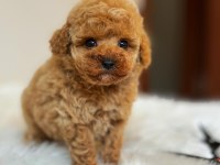 Birbirinden Güzel TOY POODLE bebeklerimiz