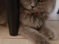 Ücretli sahiplendirme scottish fold