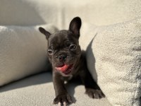 KİMLER ÇİKOLATA SEVİYOR NADİR RENK OLAN CHOCO FRENCH