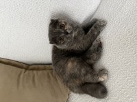 5 aylıktır uysal ev kedisi scottish fold