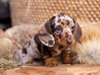 Şov Kalite Kısa Tüylü Isabella Merle Sosis Köpeğimiz