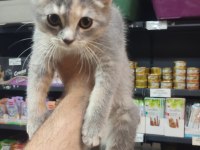 Biritis Shorthair 2 Kardeş