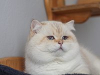 Safkan şampiyon şecereli british longhair