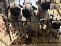 ANNE ALTINDAN SAĞLIKLI SEVİMLİ ORJINAL PUG YAVRULARI