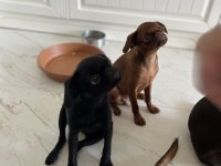 Petit brabanson 4,5 ay çok güzel