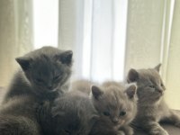 Safkan british shorthair bebeklerimize yuva arıyoruz