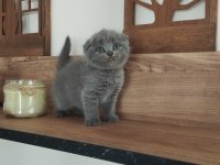 Orjinal ırkta, nadir bulunan bir cins scottish longhair