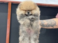 Show kalite pomeranian yavrular petmod den