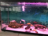 Beyaz mavi sarı prenses yavru garantili