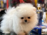 Orjinal Ayıcık Suratlı Pomeranian Boo Teddy