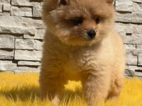 Antalya pomeranian boo