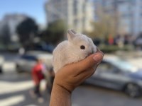CÜCE BEBEKLER İCİN ARAYINIZ