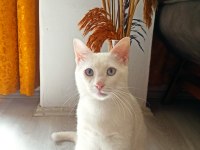 Ankara kedisi erkek