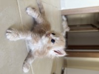 BRİTİSH LONGHAİR KEDİSİ