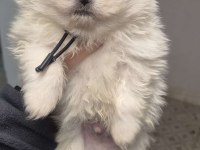 Pomeranian Pamuklarımız