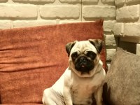 2 YAŞINDA HAMİLE PUG