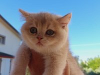 British shorthair erkek 2,5 aylık