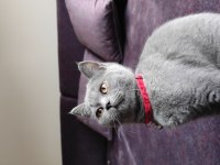 British Shorthair /Eskişehir