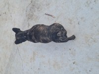 French Bulldog Yuvasını Arıyor