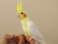 3 aylık sultan papağanı yavruları