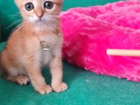 British Shorthair Kedisi