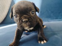 Maskeli french bulldog yavruları