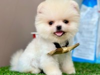 Safkan Pomeranian Boo Yavrularımız